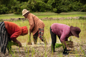 rice farmings planting rice at the beginning of the monsoon