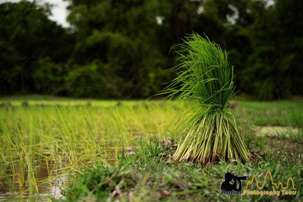 rice transplanting cambodia