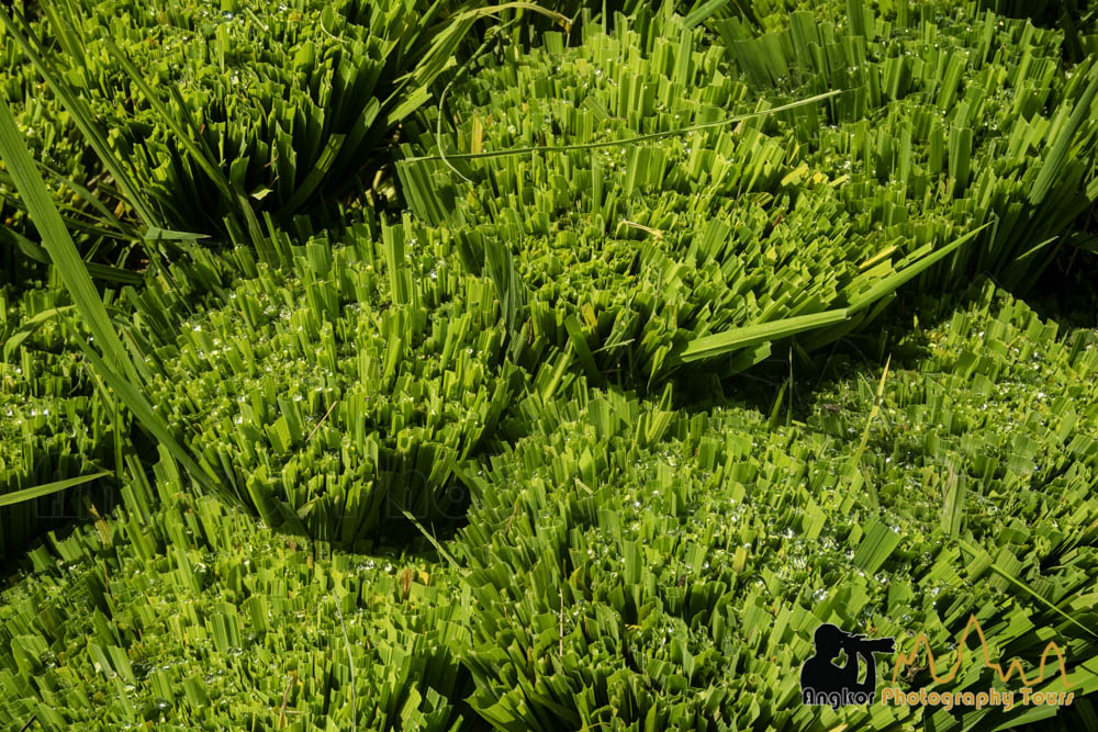 rice bundles transplantation