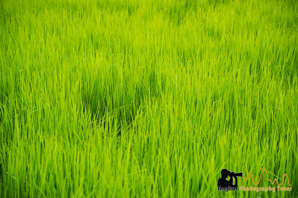 young rice crops in a nursery