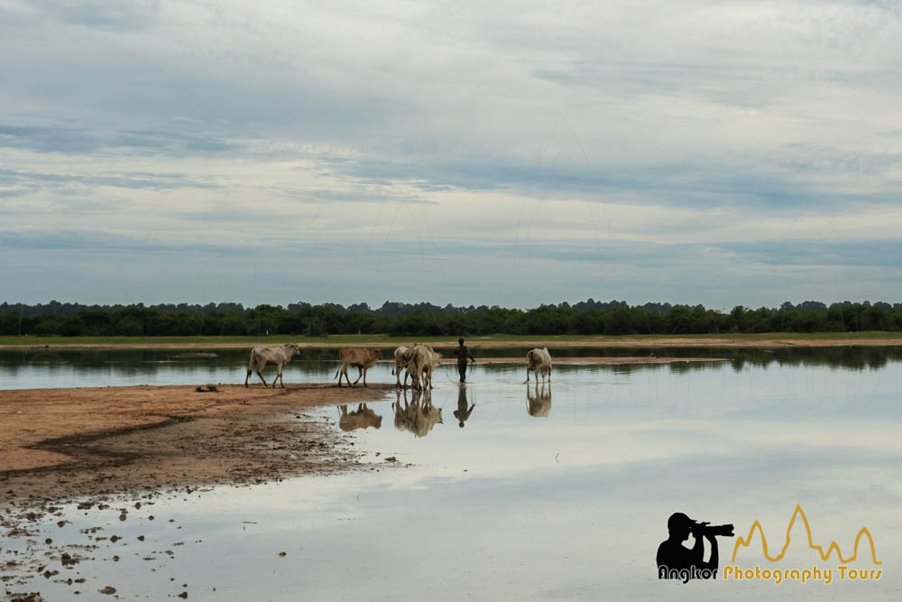 cows crossing river cambodia