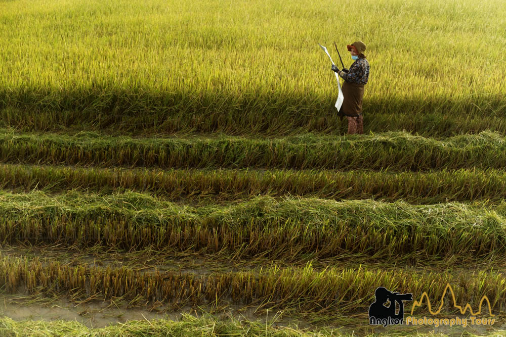 bird scaring rice field