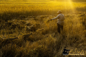 rice harvesting golden hour