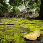 ta prohm green season