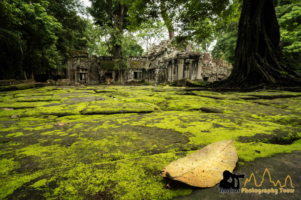 ta prohm green season